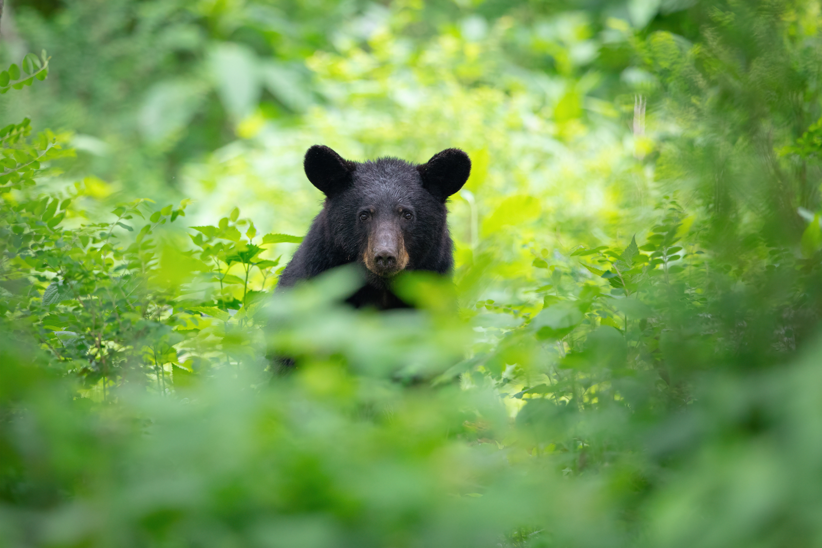 American Black Bear - Shenandoah National Park (U.S. National Park Service)