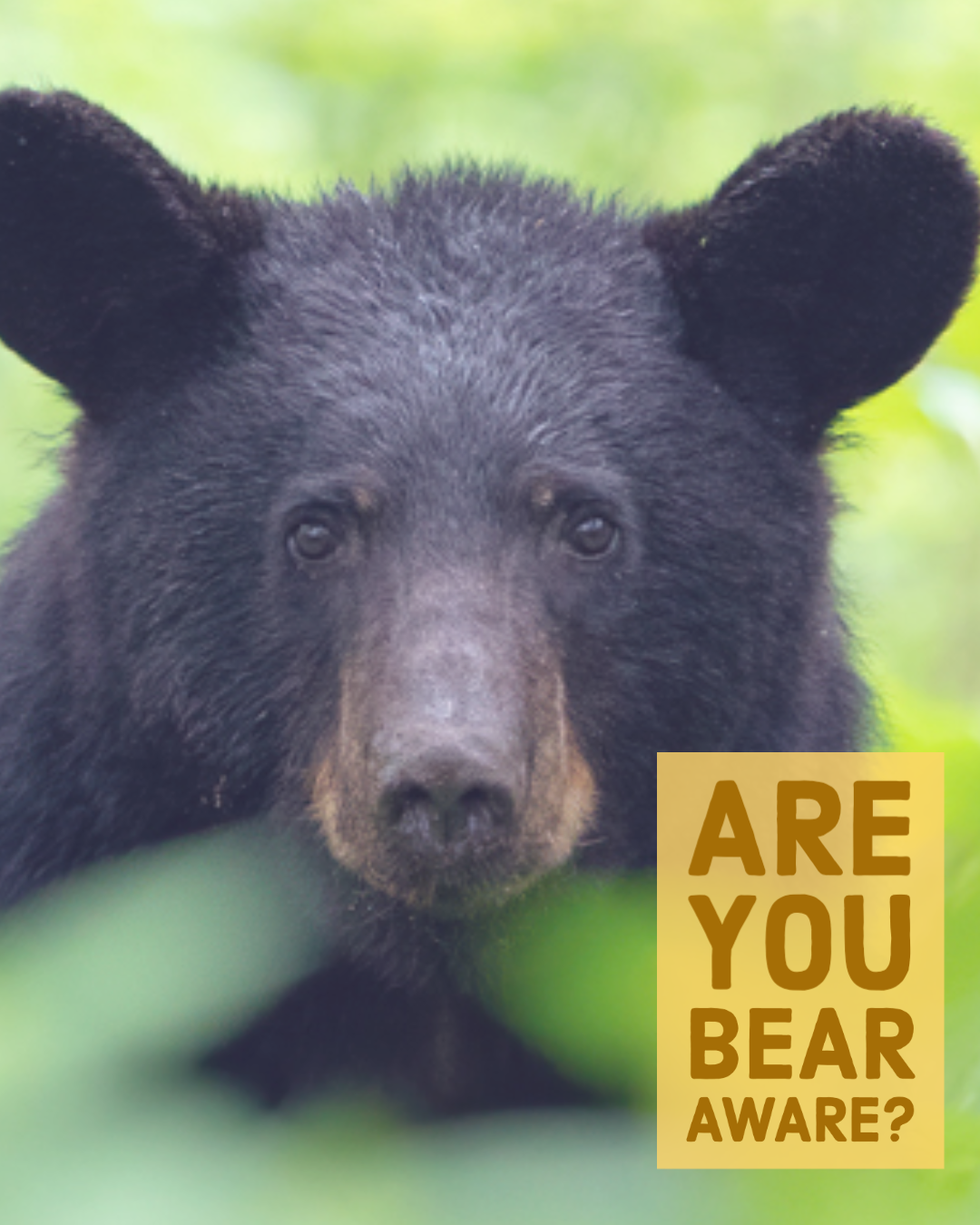 Event Recap – Are You Bear Aware? - Shenandoah National Park Trust